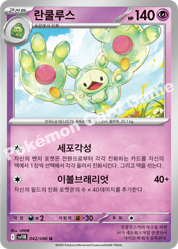 란쿨루스