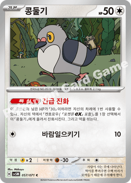콩둘기
